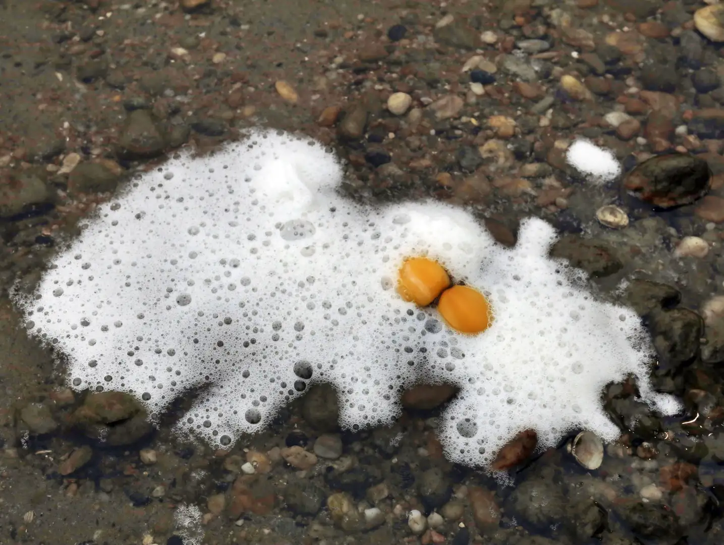 Egg the Flow photograph